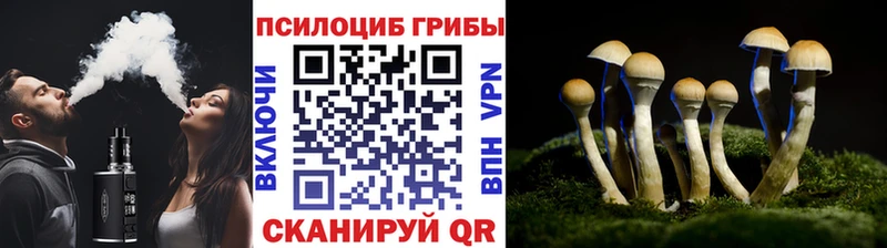 закладки  Суздаль  Псилоцибиновые грибы MAGIC MUSHROOMS 